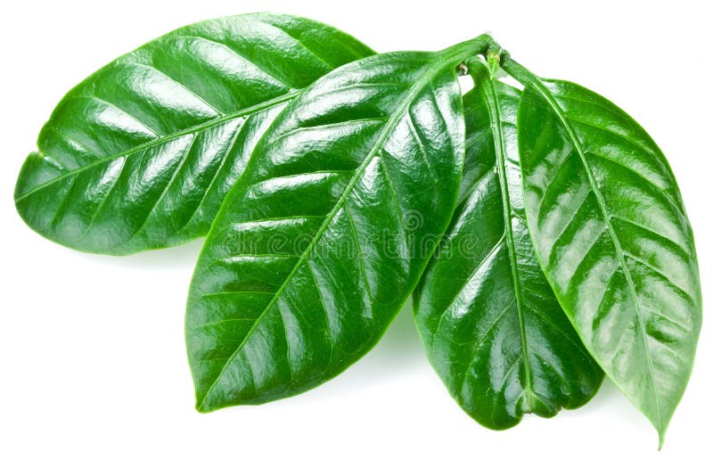 Folhas de café verde imagem de stock