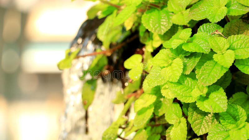 Folhas verdes e planta fresca fotografia de stock Folhas verdes e planta fresca fotografia de stock