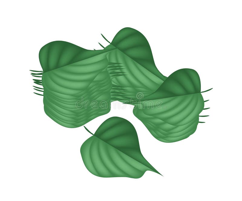 Folhas verdes frescas do bétel no fundo branco ilustração stock Folhas verdes frescas do bétel no fundo branco ilustração stock
