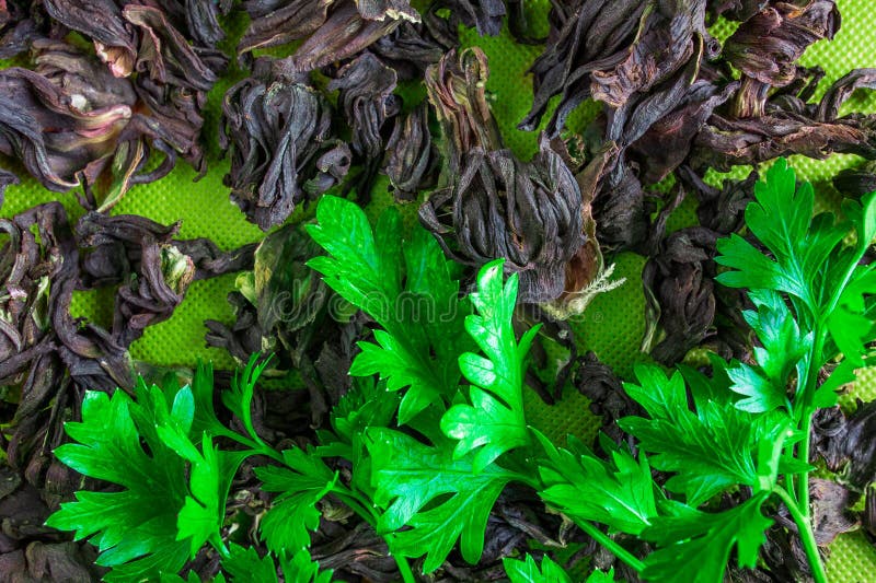 Folhas verdes frescas em herbals secados Fundo org?nico natural Conceito de velho e de novo ou frescor e staleness fotos de stock royalty free Folhas verdes frescas em herbals secados Fundo org?nico natural Conceito de velho e de novo ou frescor e staleness fotos de stock royalty free