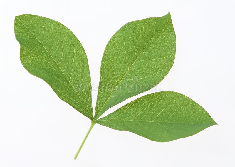 Folhas verdes foto de stock royalty free