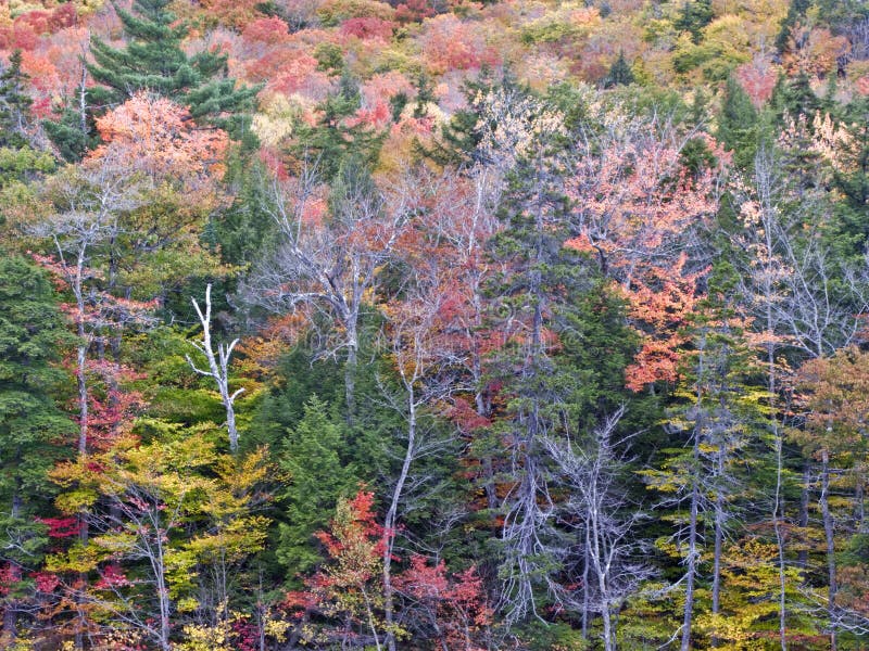 Foliage