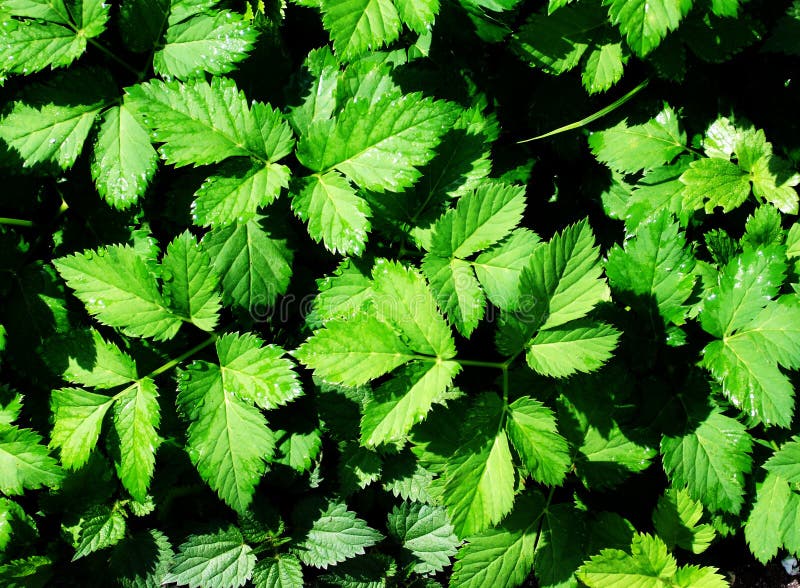 Foliage royalty free stock images