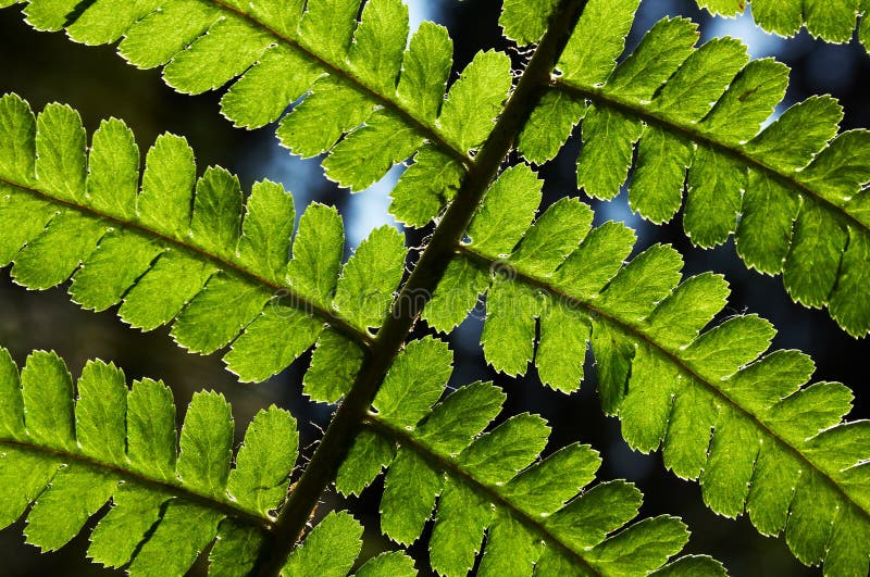 Foliage