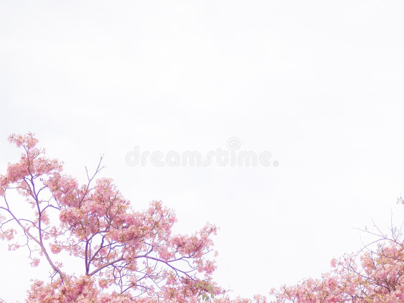 Branch of Sweet Potato Leaves Belacan Yam Leaf Stock Image Image of