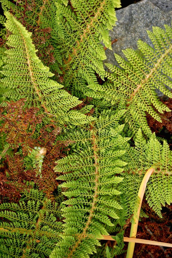 Foliage evergreen fern stock image. Image of foliage, gardening 5130409