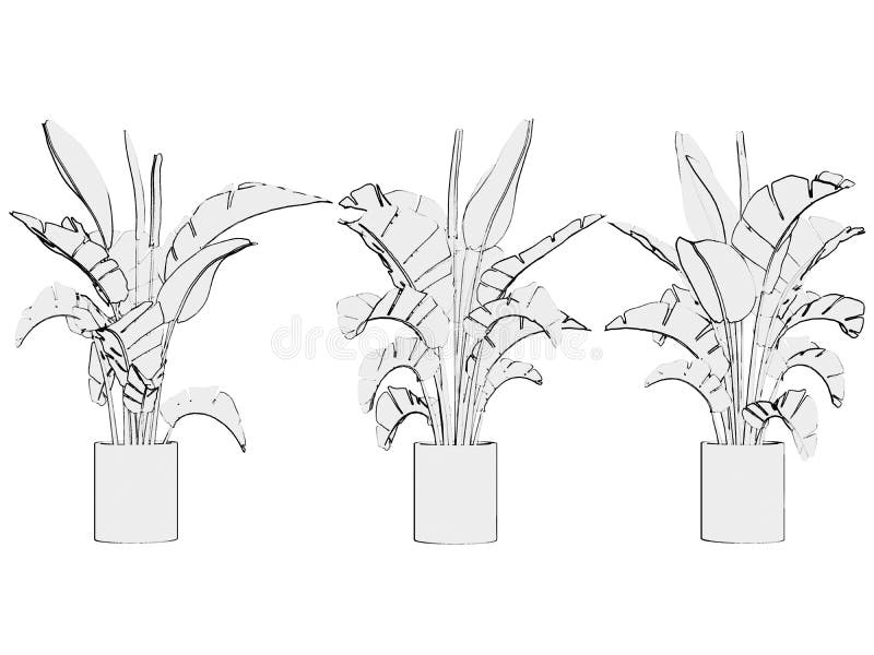 Foliage, palm banana tree in pot, 3 variations, side view