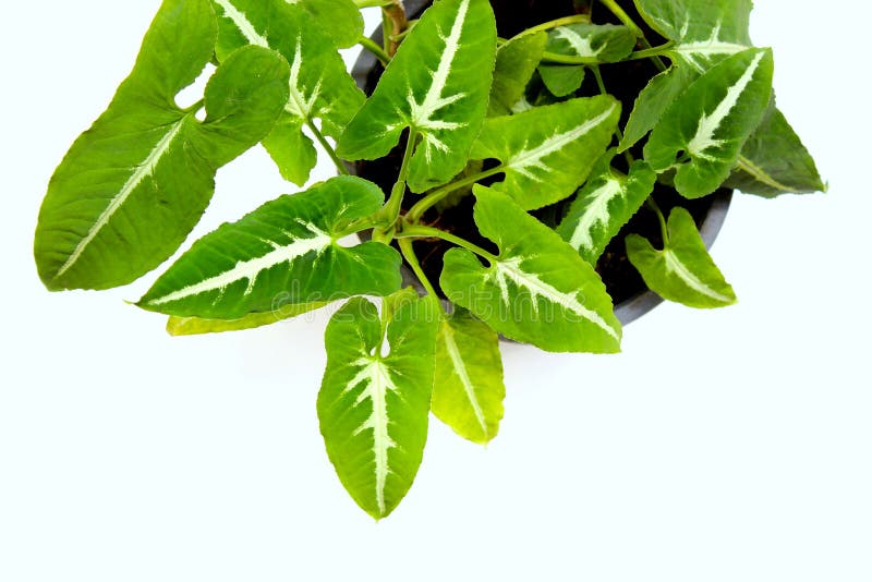 Foliage Plant on the White Background Stock Photo Image of background