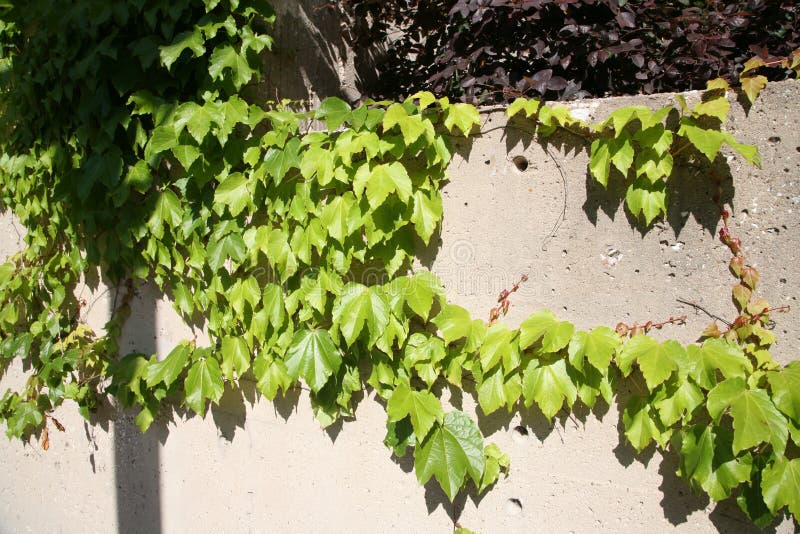 Foliage Plants on a wall stock photo. Image of decorated - 90002308