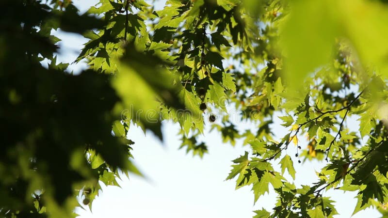 The foliage of a tree