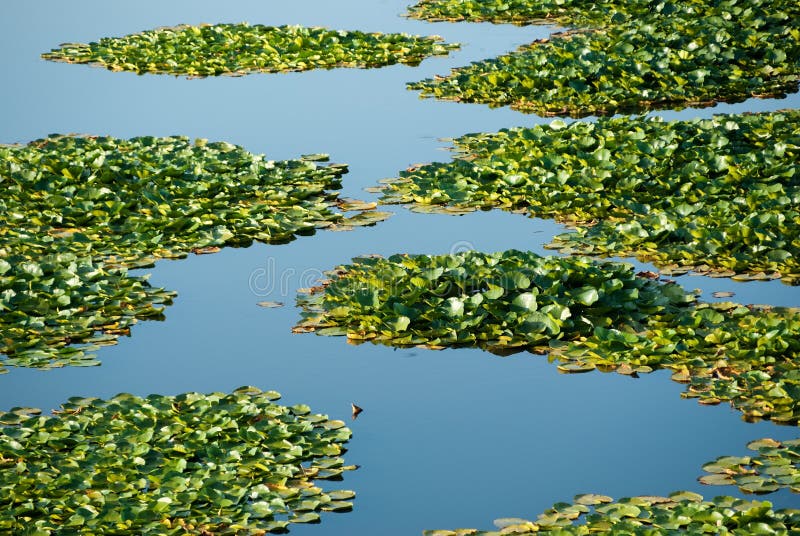Foliage of water plants stock image. Image of marsh, blue 10813357