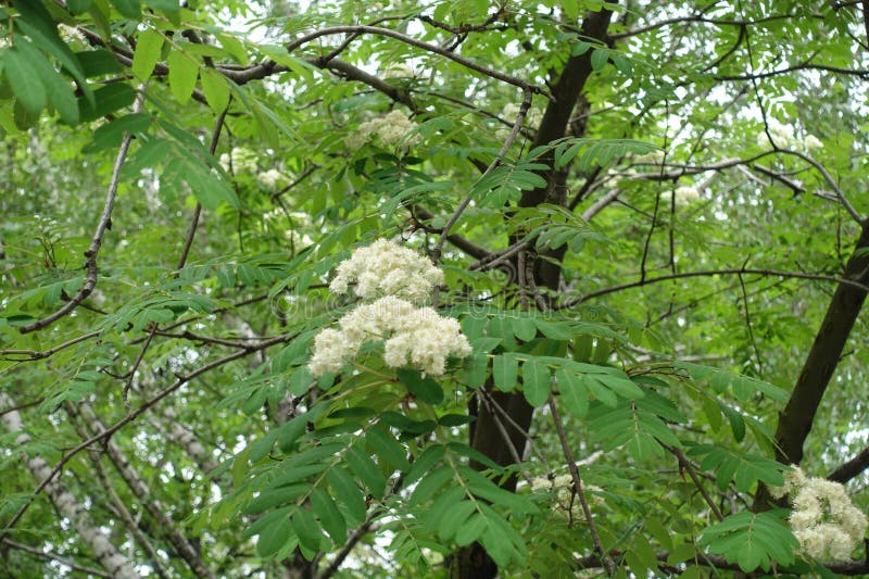 Foliage and White Flowers of Rowan Tree in May Stock Image - Image of ...