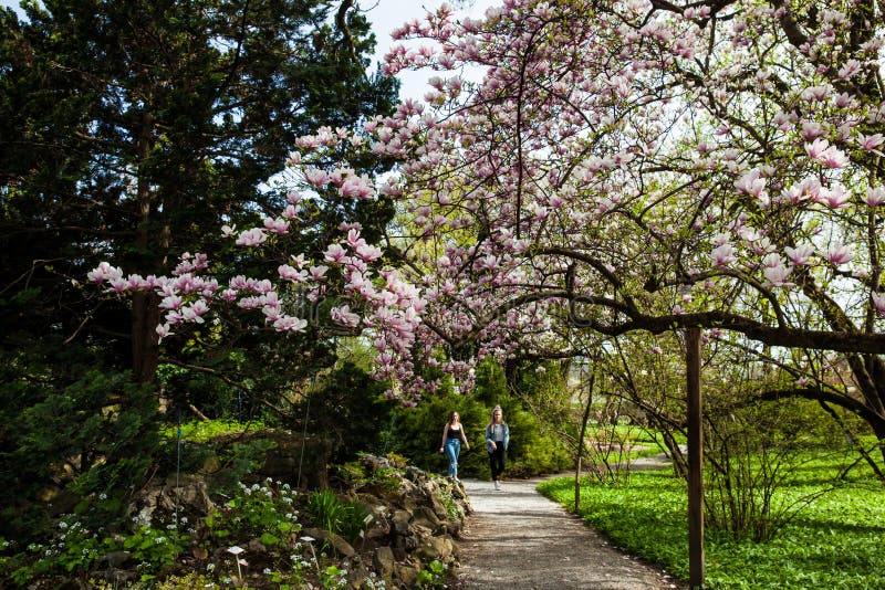 Folk på botaniska trädgården i en härlig tidig vårdag på lägre stad i Zagreb royaltyfri fotografi Folk på botaniska trädgården i en härlig tidig vårdag på lägre stad i Zagreb royaltyfri fotografi