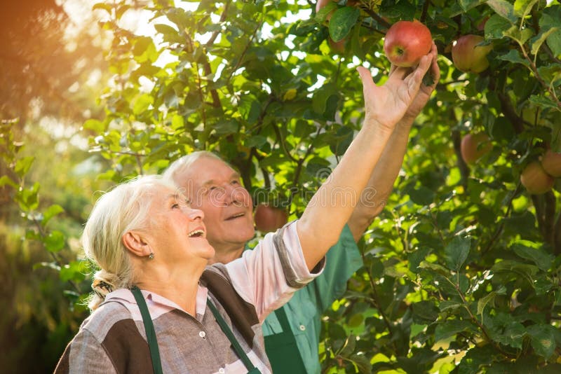 Folk som ler och väljer äpplen royaltyfri bild Folk som ler och väljer äpplen royaltyfri bild
