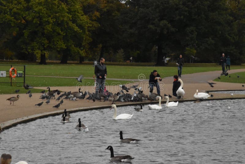 Folk som matar fågeln i Hyde Park, London, England, Oktober 4 royaltyfria foton Folk som matar fågeln i Hyde Park, London, England, Oktober 4 royaltyfria foton
