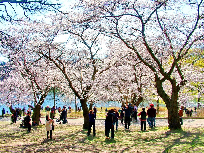 Folket tycker om de körsbärsröda blomningarna för våren på Toronto ` s, parkerar högt royaltyfri bild Folket tycker om de körsbärsröda blomningarna för våren på Toronto ` s, parkerar högt royaltyfri bild
