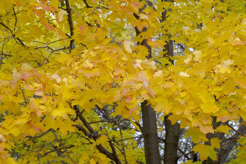 Follaje de oto?o de oro. Ãrbol de arce amarillo en el parque de entrada foto de archivo libre de regalías Follaje de oto?o de oro. Ãrbol de arce amarillo en el parque de entrada foto de archivo libre de regalías