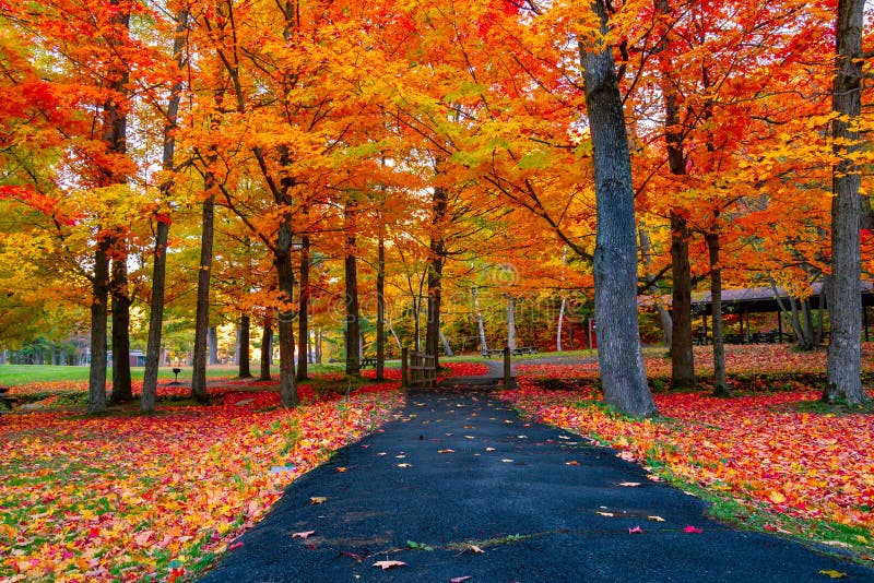 Follaje de otoño hermoso en los E.E.U.U. de nordeste