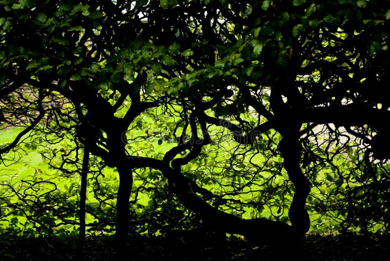 Follaje oscuro y árboles torcidos