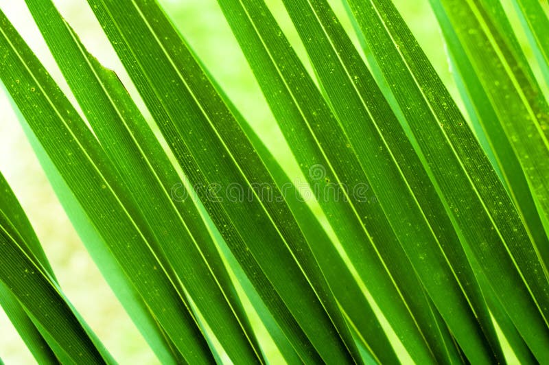 Follaje verde fotos de archivo libres de regalías