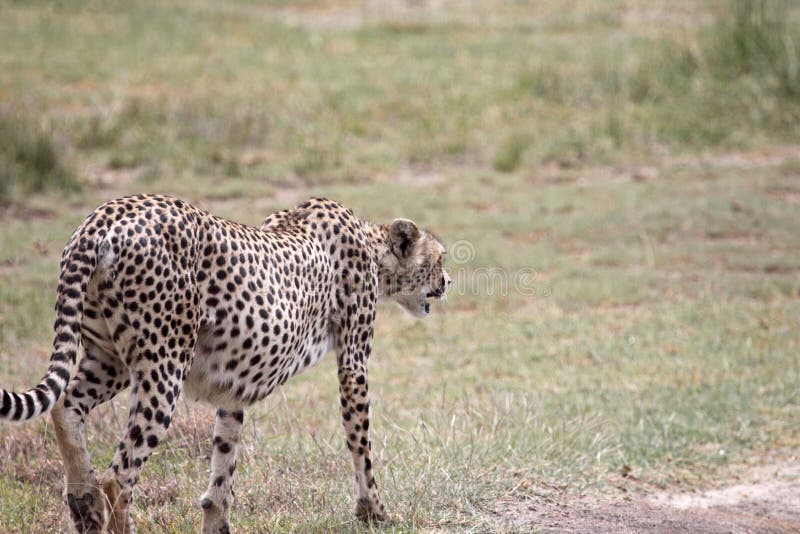 Pregnant Cheetah Stock Photos Free & RoyaltyFree Stock Photos from
