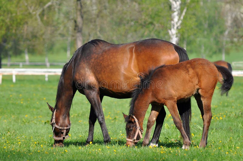 Following the mother. stock images
