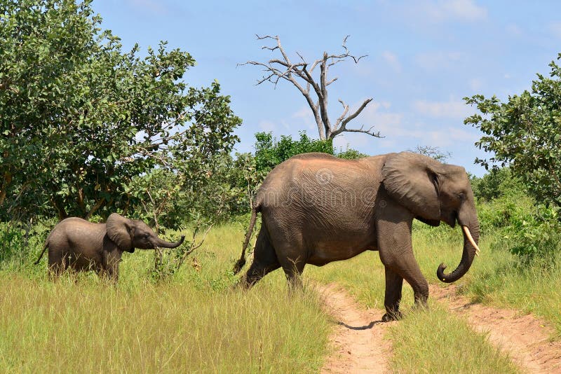 Following mother,Chobe national reserve,Botswana royalty free stock photo Following mother,Chobe national reserve,Botswana royalty free stock photo
