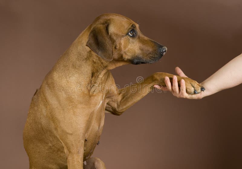 Mão humana que guardara a pata dos cães imagens de stock Mão humana que guardara a pata dos cães imagens de stock
