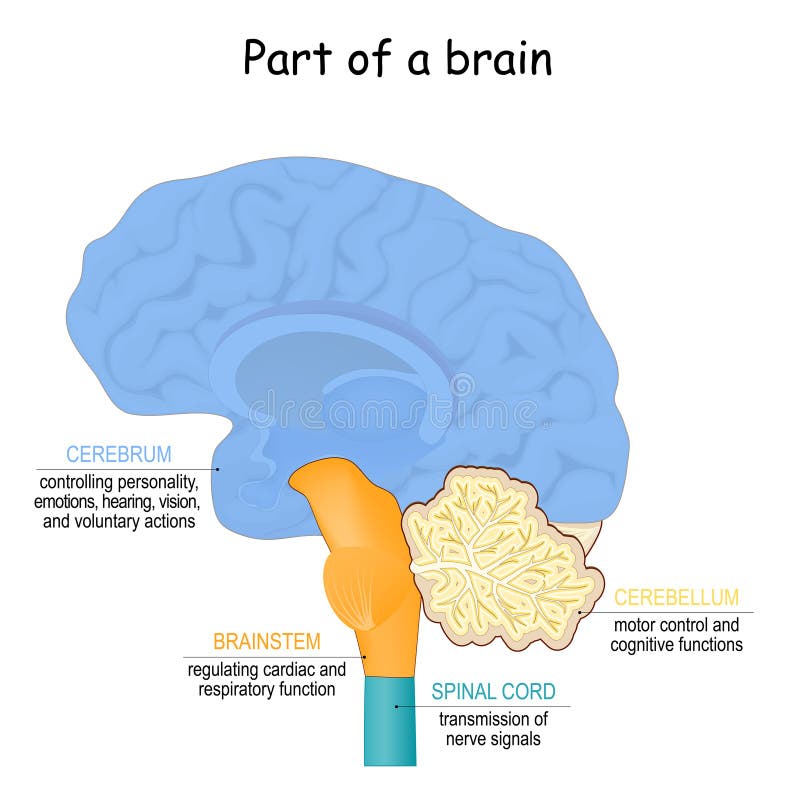 Fonction cérébrale. Une partie du cerveau