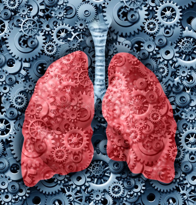 Fonction de poumons humaine