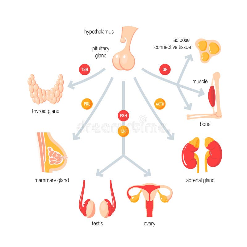 Fonction de système endocrinien Vecteur simple infographic dans le style plat