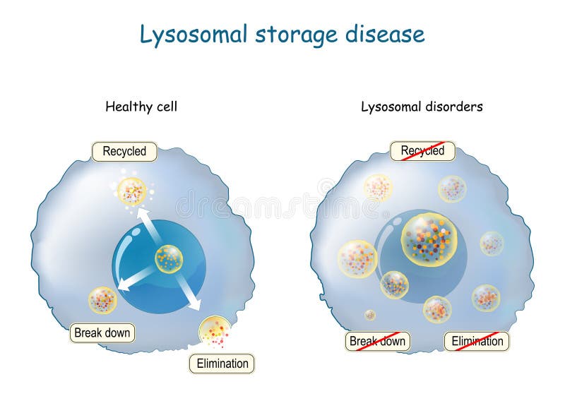 Fonction lysosome. De lysosome multitask. Digestion intracellulaire