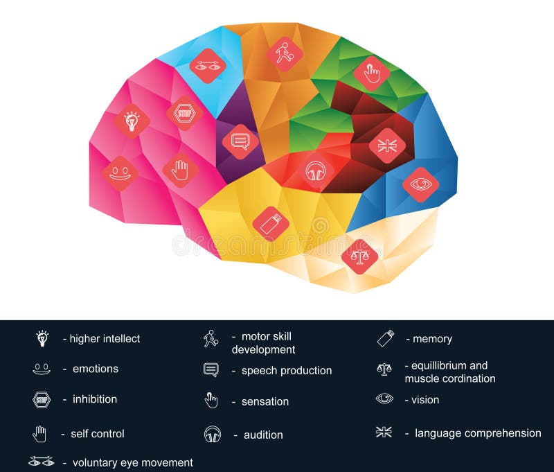 Fonction polygonale de cerveau infografic
