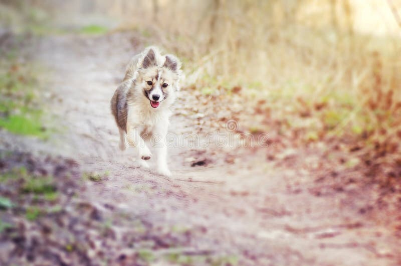 Fonctionnement mélangé de chien de race images libres de droits Fonctionnement mélangé de chien de race images libres de droits