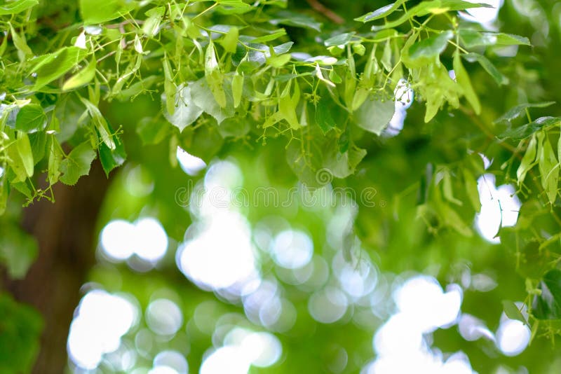 Fond abstrait avec le bokeh vert, jaune et blanc photos stock Fond abstrait avec le bokeh vert, jaune et blanc photos stock