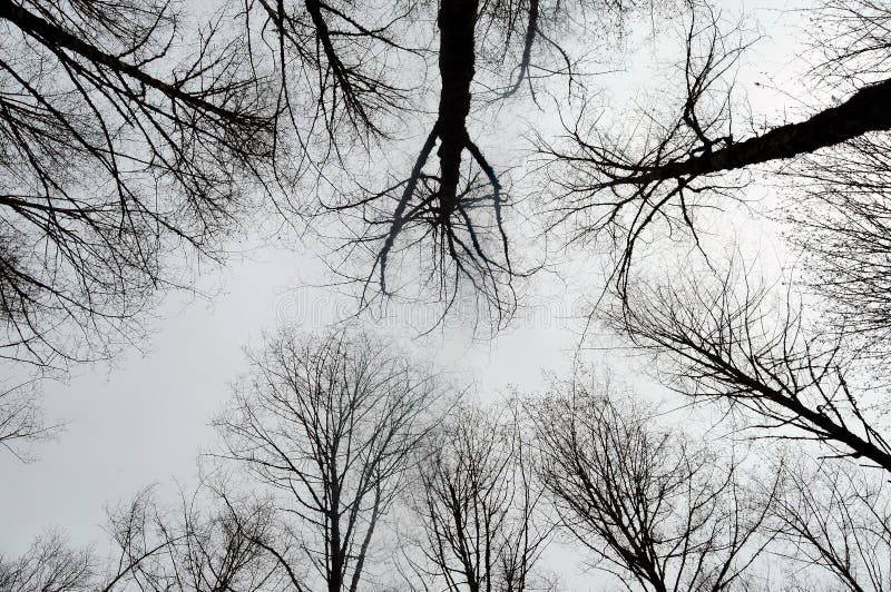 Fond abstrait d'arbre photo libre de droits Fond abstrait d'arbre photo libre de droits