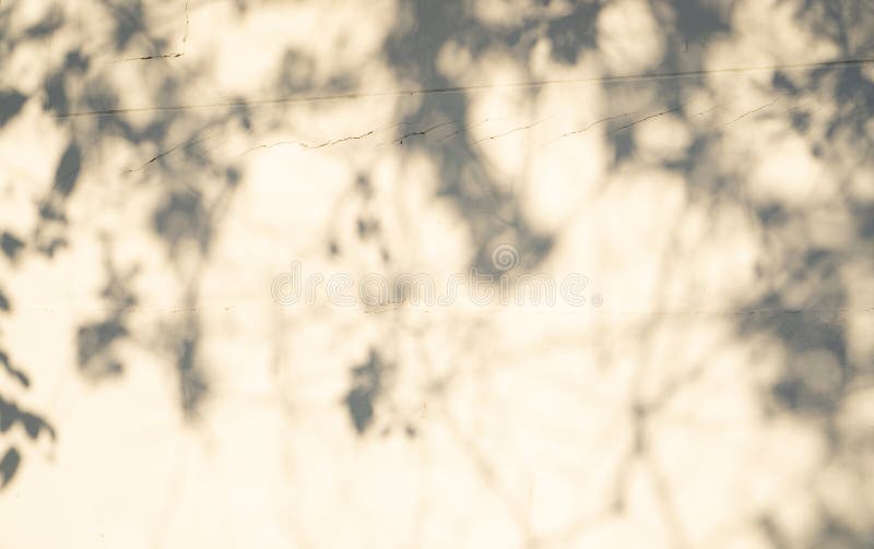 Fond abstrait de tache floue, ombre noire brouill?e des feuilles d'un arbre sur le mur blanc de ciment de surface en b?ton de cou photo stock Fond abstrait de tache floue, ombre noire brouill?e des feuilles d'un arbre sur le mur blanc de ciment de surface en b?ton de cou photo stock