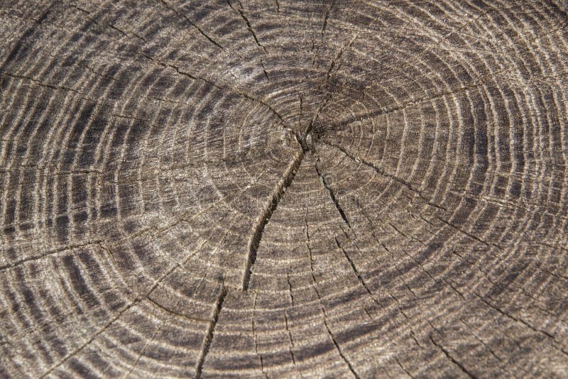 Fond abstrait naturel d'industrie de bois de construction : surface approximative de bois scié superficiel par les agents par gri images stock Fond abstrait naturel d'industrie de bois de construction : surface approximative de bois scié superficiel par les agents par gri images stock