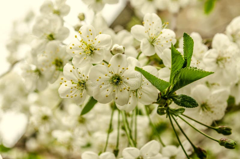 Fond avec les fleurs sensibles d'un cerisier photo libre de droits Fond avec les fleurs sensibles d'un cerisier photo libre de droits
