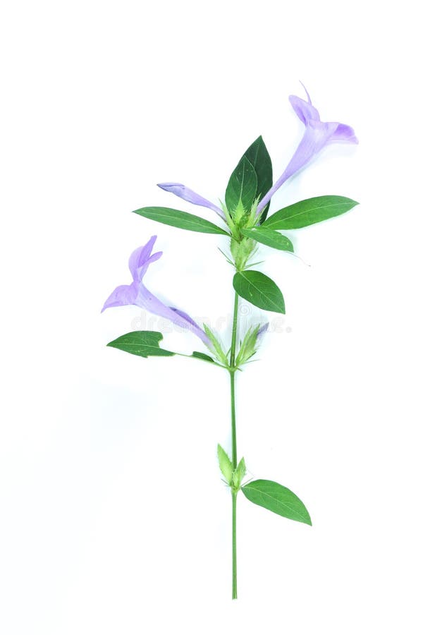 Fond blanc de barleria de jacinthe des bois dans le studio photographie stock libre de droits Fond blanc de barleria de jacinthe des bois dans le studio photographie stock libre de droits