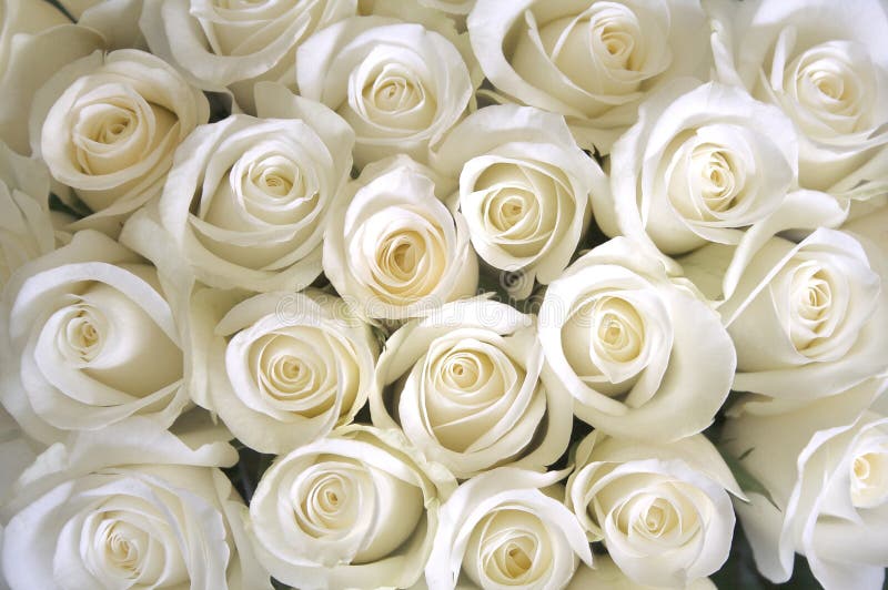 Silky white roses as a background depicting love and purity. Silky white roses as a background depicting love and purity