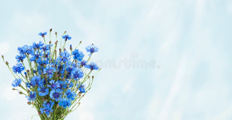 Fond bleu grand-angulaire rustique avec le bleuet de bleu de bouquet photographie stock libre de droits