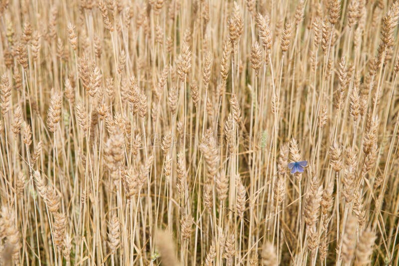 Fond - champ de blé d'été avec le beau papillon bleu nature Champ ou pré de campagne images libres de droits Fond - champ de blé d'été avec le beau papillon bleu nature Champ ou pré de campagne images libres de droits