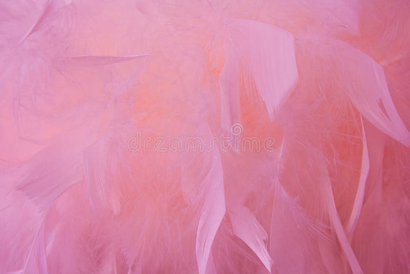 Fond cu pene de ton roz abstract. design de modă cu pene pufoase, cu textură de pastel boem de tip boem royalty free stock images