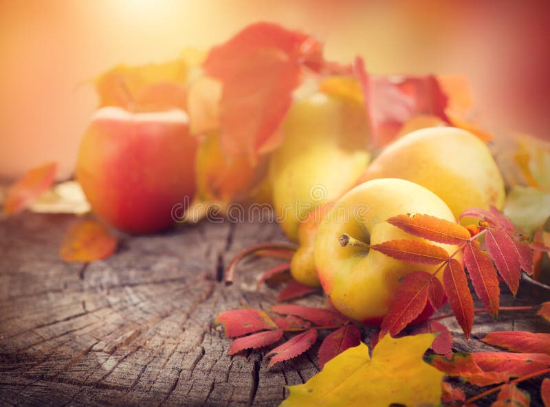 Fond d'action de grâces Feuilles, pommes et poires colorées d'automne image libre de droits Fond d'action de grâces Feuilles, pommes et poires colorées d'automne image libre de droits