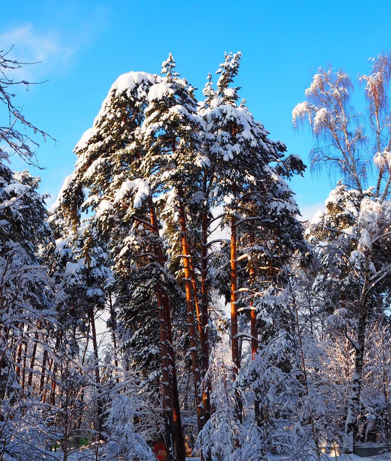 Fond d'arbres et de pins de Milou avec le ciel bleu Paysage de forêt d'hiver avec la neige photos libres de droits Fond d'arbres et de pins de Milou avec le ciel bleu Paysage de forêt d'hiver avec la neige photos libres de droits