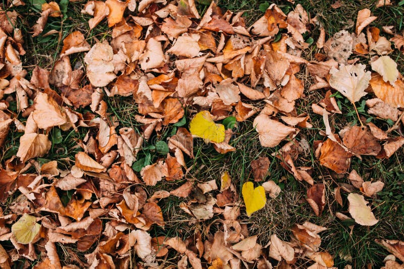 Fond d'automne photo stock Fond d'automne photo stock