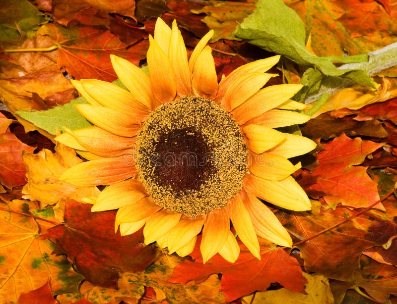 Bright colored autumn background with a sunflower. Bright colored autumn background with a sunflower