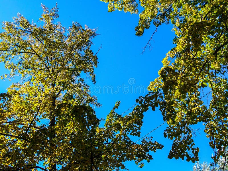 Fond d'automne des feuilles jaunes et vertes de tilleul photographie stock Fond d'automne des feuilles jaunes et vertes de tilleul photographie stock
