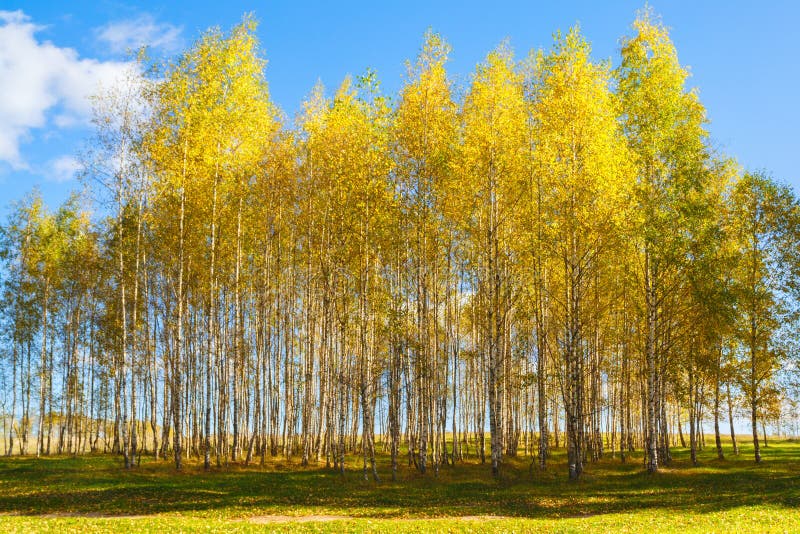 Fond d'or de forêt de jaune d'arbre de bouleau d'automne photographie stock libre de droits Fond d'or de forêt de jaune d'arbre de bouleau d'automne photographie stock libre de droits